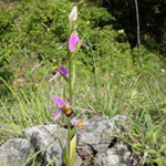 Ophrys apifera