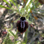 Ophrys mammosa subsp. cyclocheila