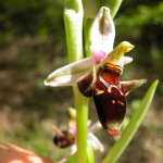 Ophrys oestrifera subsp. bremifera