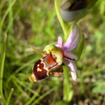 Ophrys oestrifera subsp. oestrifera