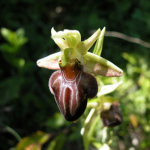 Ophrys spegodes subsp. caucasica