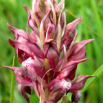 Orchis coriophora