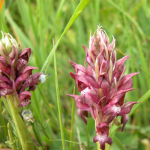 Orchis coriophora