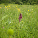 Orchis coriophora