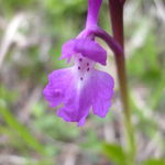 Orchis mascula subsp. longicalcarata