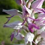 Orchis militaris subsp. stevenii