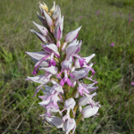 Orchis militaris subsp. stevenii