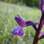 Orchis morio subsp. caucasica