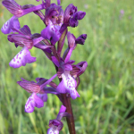 Orchis morio subsp. caucasica