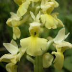 Orchis pallens