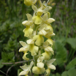 Orchis pallens