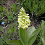 Orchis pallens