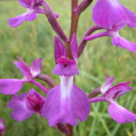 Orchis palustris subsp. pseudolaxiflora