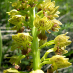 Orchis punctulata