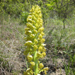 Orchis punctulata