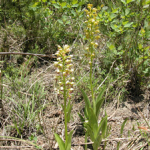 Orchis punctulata