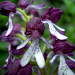 Orchis purpurea subsp. caucasica