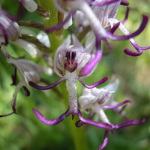 Orchis simia