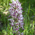 Orchis simia