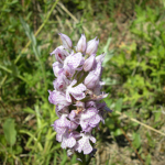 Orchis tridentata