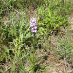 Orchis tridentata