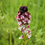 Orchis ustulata