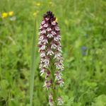 Orchis ustulata