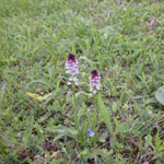 Orchis ustulata