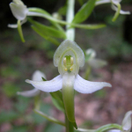 Platanthera bifolia