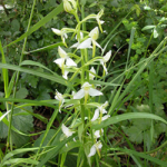 Platanthera bifolia