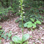 Platanthera bifolia