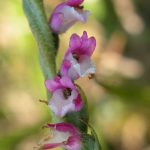 Spiranthes amoena