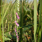 Spiranthes amoena