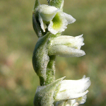 Spiranthes spiralis