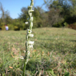 Spiranthes spiralis