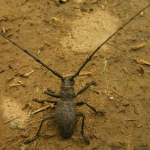 Morimus verecundus