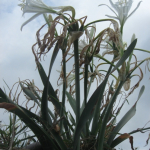 Pancratium maritimum