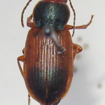 Diachromus germanus