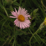 Pyrethrum carneum