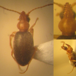 Mecynotarsus serricornis 