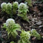 Petasites georgicus