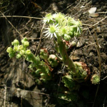 Sempervivum transcaucasicum