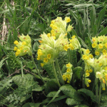 Primula macrocalyx