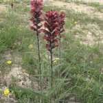 Echium rubrum