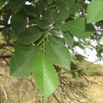 Ulmus glabra