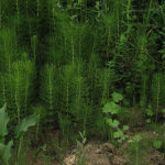 Equisetum sp