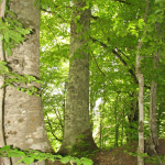 Fagus orientalis