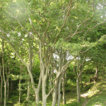 Zelkova carpinifolia