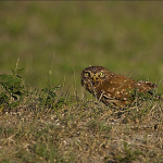 Athene noctua