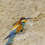 Merops apiaster